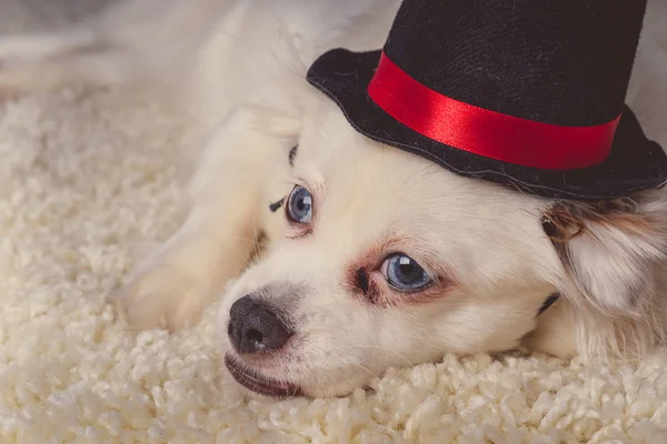 Cute white dog in hat lying on carpetLittle white furry dog with blue eyes wearing small black hat lying on white carpet
