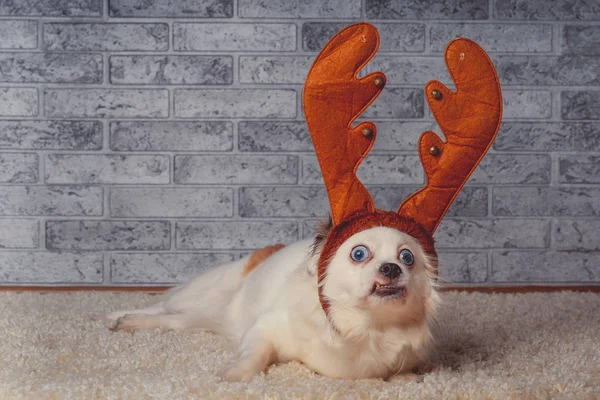 Little Dog Reindeer Horns Carpetfunny Small White Dog Wide Blue — Stock Photo, Image