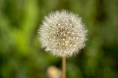 Doğada büyüyen karahindiba