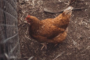 Bahçede tavuk yürüyüşü. Tavuk çimenlerde özgürce otlar, boş alan. Tavuk çiftliği