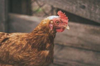 Bahçede tavuk yürüyüşü. Tavuk çimenlerde özgürce otlar, boş alan. Tavuk çiftliği