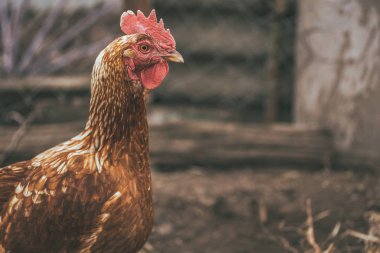 Bahçede tavuk yürüyüşü. Tavuk çimenlerde özgürce otlar, boş alan. Tavuk çiftliği