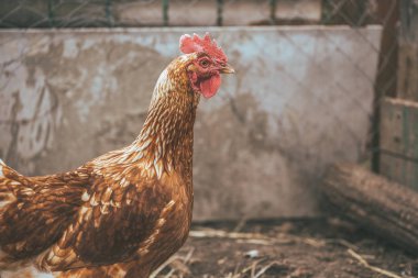 Bahçede tavuk yürüyüşü. Tavuk çimenlerde özgürce otlar, boş alan. Tavuk çiftliği