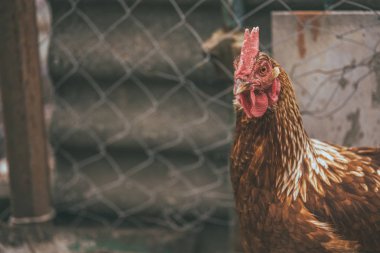 Bahçede tavuk yürüyüşü. Tavuk çimenlerde özgürce otlar, boş alan. Tavuk çiftliği