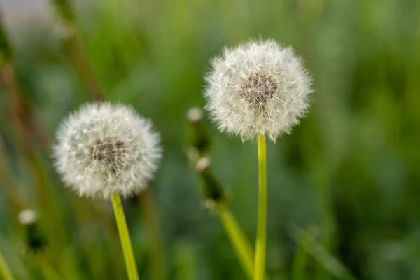 Sluiten Van Witte Paardebloem Bloeiende Blowball Macro Wazige Groene Achtergrond — Stockfoto