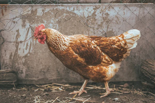 Bahçede Tavuk Yürüyüşü Tavuk Çimenlerde Özgürce Otlar Boş Alan Tavuk — Stok fotoğraf