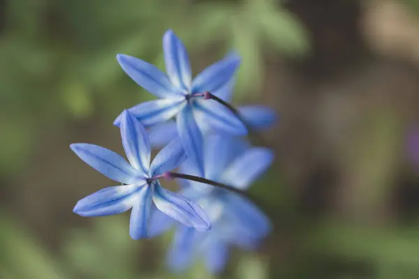 Piękne Kwiaty Ogrodzie Kwiaty Środowisku Naturalnym — Zdjęcie stockowe