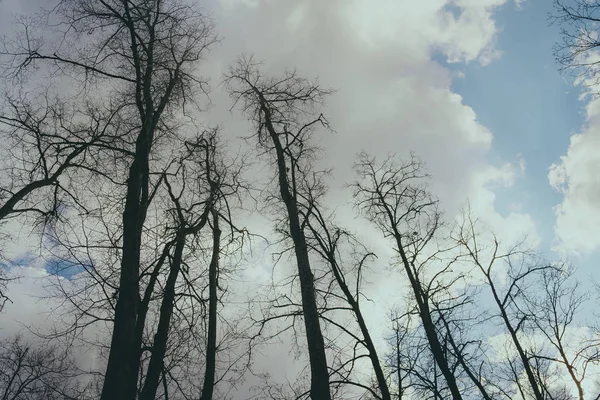 Branches Trees Forest — Stock Photo, Image