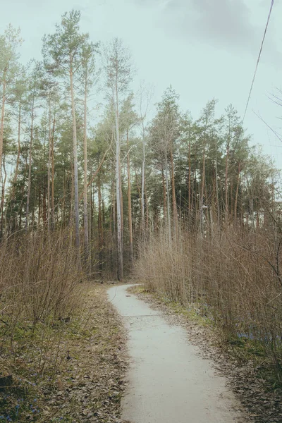 Die Äste Der Bäume Wald — Stockfoto