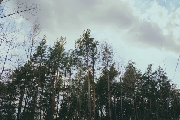 Takken Van Bomen Het Bos — Stockfoto