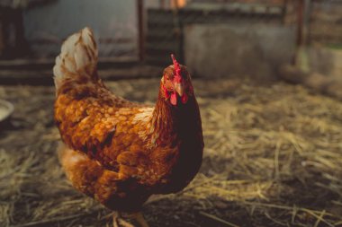 Bahçede tavuk yürüyüşü. Tavuk çimenlerde özgürce otlar, boş alan. Tavuk çiftliği - stok imajı