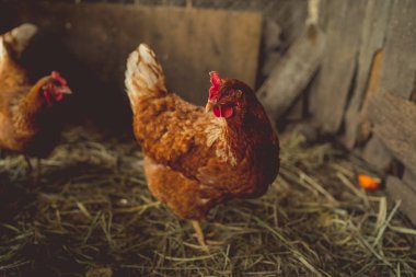 Bahçede tavuk yürüyüşü. Tavuk çimenlerde özgürce otlar, boş alan. Tavuk çiftliği - stok imajı