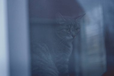 Pencerenin arkasında dinlenen kedi. Sevimli kedi. Pencerenin arkasındaki kanepede uzanıyor ve huzur dolu bir günde evde dinleniyor.