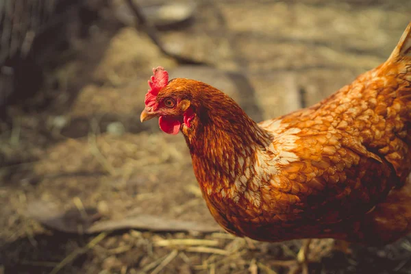 Kuřecí Procházky Zahradě Kuřata Volně Pasou Trávě Volném Prostoru Kuřecí — Stock fotografie