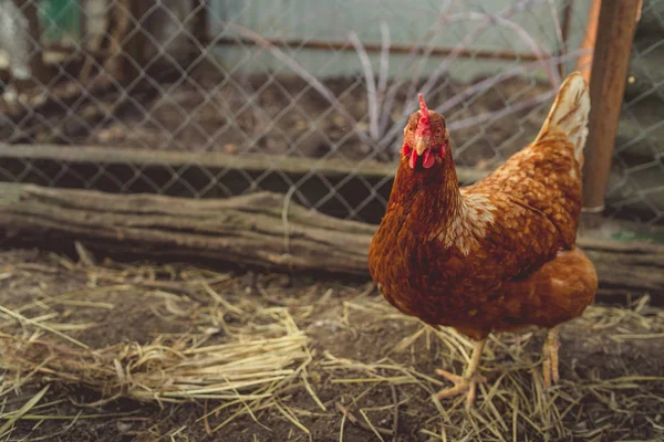 Csirke Sétál Kertben Csirke Szabadon Legel Fűben Szabad Hely Csirkefarmok — Stock Fotó
