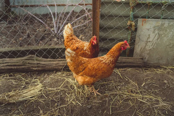红鸡在普通的红鸡中行走 小鸡在农场的围场中寻找谷粒 — 图库照片