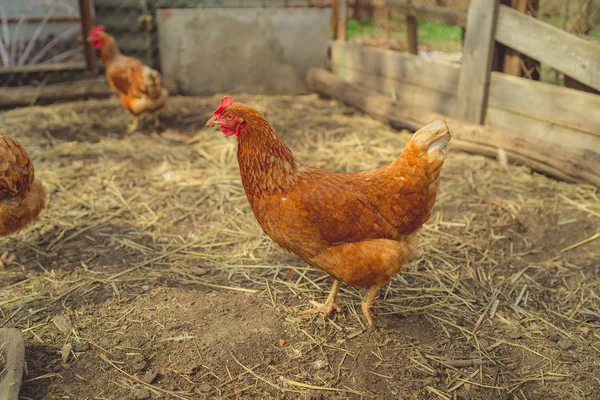 红鸡在普通的红鸡中行走 小鸡在农场的围场中寻找谷粒 — 图库照片