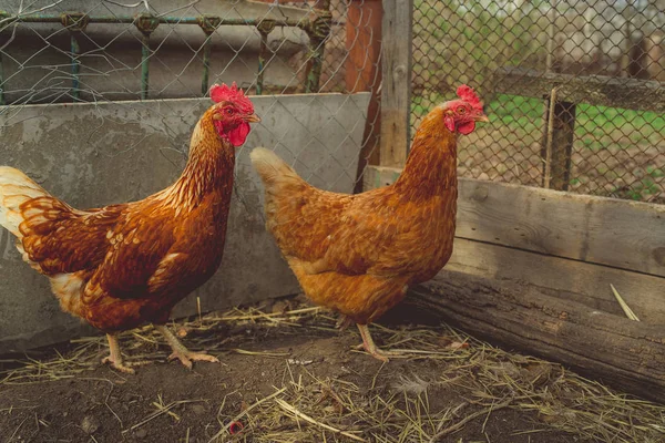Красная Курица Гуляющая Паддоке Ферме — стоковое фото