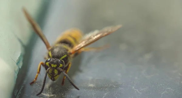 Abeja Sobre Fondo Madera Cierre —  Fotos de Stock