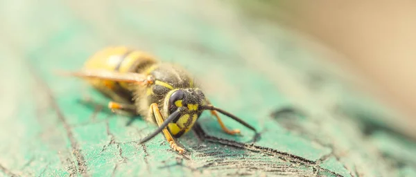 Abeja Sobre Fondo Madera Cierre — Foto de Stock