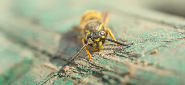 Пчела Деревянном Фоне Крупным Планом — стоковое фото