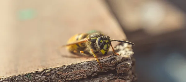 Insecto Abejas Cerrado —  Fotos de Stock