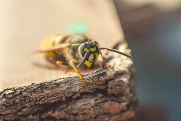 Insecto Abejas Cerrado —  Fotos de Stock