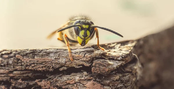 Insecto Abejas Cerrado —  Fotos de Stock