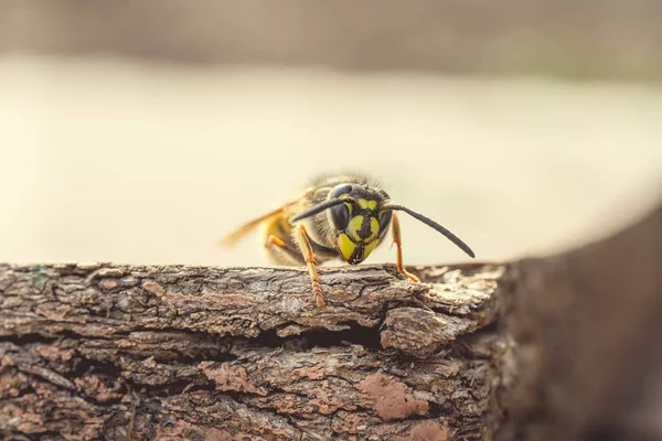 Insecto Abejas Cerrado —  Fotos de Stock