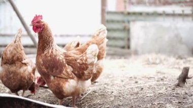 Beyaz tavuk ve kahverengi horoz kış mevsiminde çayırda yürüyor..