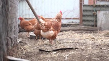 Beyaz tavuk ve kahverengi horoz kış mevsiminde çayırda yürüyor..