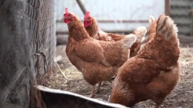 Beyaz tavuk ve kahverengi horoz kış mevsiminde çayırda yürüyor..