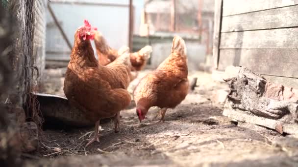 Beyaz Tavuk Kahverengi Horoz Kış Mevsiminde Çayırda Yürüyor — Stok video