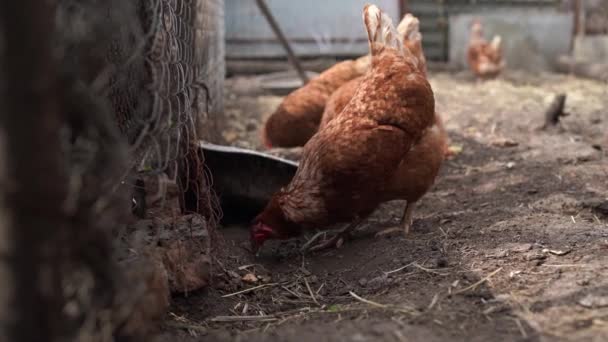 Pollo Bianco Gallo Bruno Che Camminano Nel Paddock Nella Stagione — Video Stock