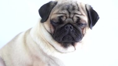 Beyaz arka planda komik köpek yavrusu.