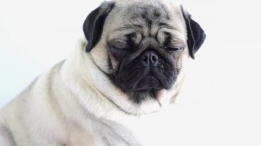 Beyaz arka planda komik köpek yavrusu.