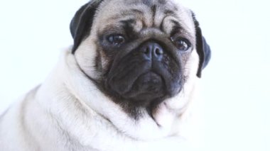 Beyaz arka planda komik köpek yavrusu.