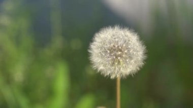 Doğada çiçekli karahindiba yeşil çimenlerden yetişir. Eski karahindiba yakın çekim. Çimenlerde karahindiba doğa arka plan. Yeşil doğa arka planı. Doğa. Karahindiba tohumlarının arka plan doğasını yakından takip edin.