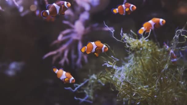 Peixe Palhaço Maravilhoso Belo Mundo Subaquático — Vídeo de Stock