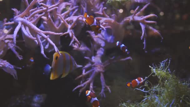 Poisson Clown Monde Sous Marin Merveilleux Magnifique — Video