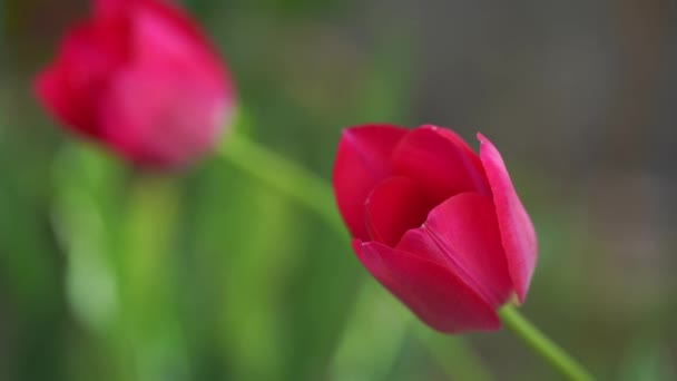 Közelről Gyönyörű Tulipán Virág Tulipán Mezőben Elmosódott Háttér Színes Tulipán — Stock videók