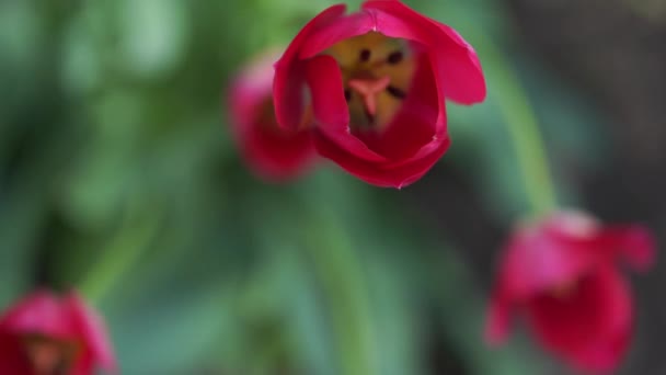 Primer Plano Hermosa Flor Tulipán Campo Tulipán Con Fondo Borroso — Vídeos de Stock