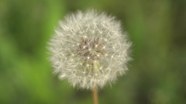 大自然中盛开的蒲公英生长在绿草中 老蒲公英特写 草中的蒲公英的自然背景 绿色自然背景 蒲公英种子的特写背景性质 — 图库视频影像