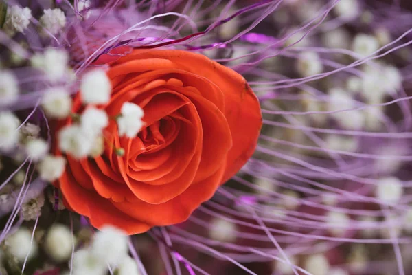 Se levantó la imagen de primer plano del Día de San Valentín. Captura de estudio . — Foto de Stock