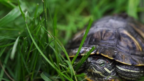 Зелена черепаха в листі. Зелені рослини і смугаста черепаха дивиться на камеру на розмитому фоні природи — стокове відео