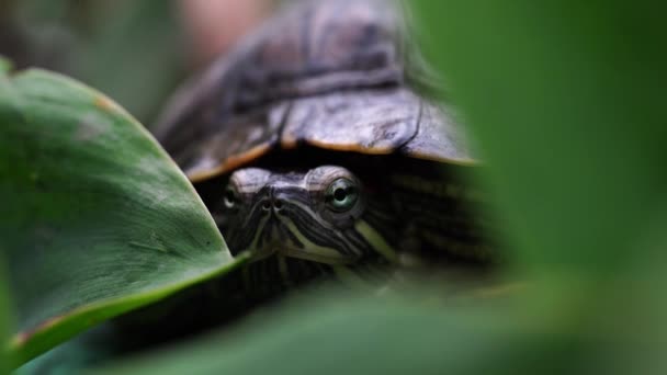 Zelená želva v listí. Zelené rostliny a pruhovaná želva, která se dívá na kameru na pozadí rozostřené přírody — Stock video