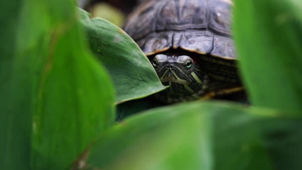 Tortuga verde en hojas. Plantas verdes y tortuga rayada mirando a la cámara sobre fondo borroso de la naturaleza — Vídeos de Stock
