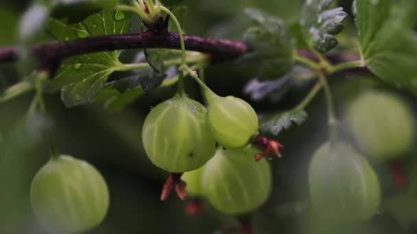 Grosellas maduras con piel transparente en el jardín — Vídeo de stock