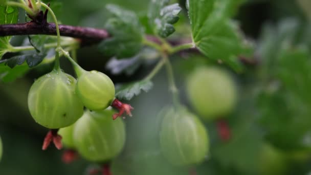 Gooseberry matang dengan kulit transparan di kebun — Stok Video