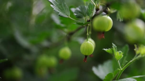 Grosellas maduras con piel transparente en el jardín — Vídeos de Stock